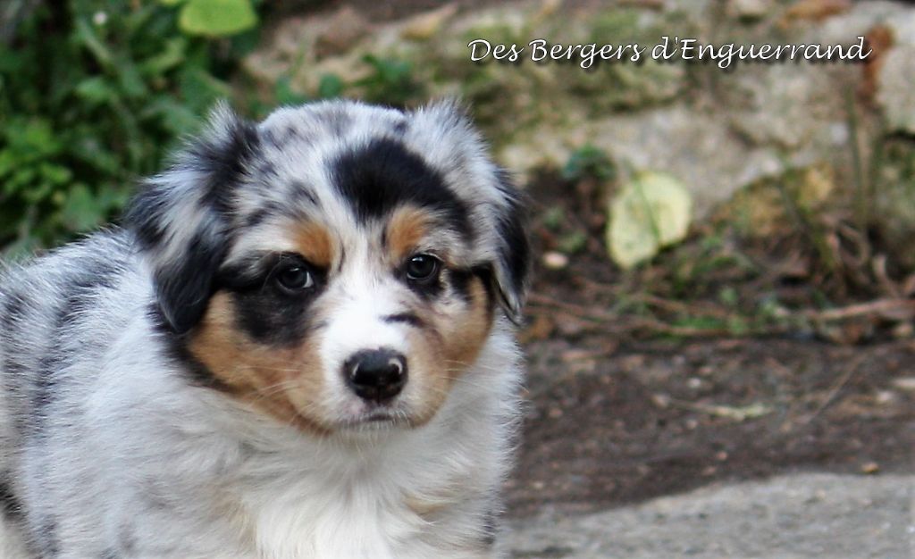 Grégory Bussy - Berger Australien - Portée née le 06/09/2017