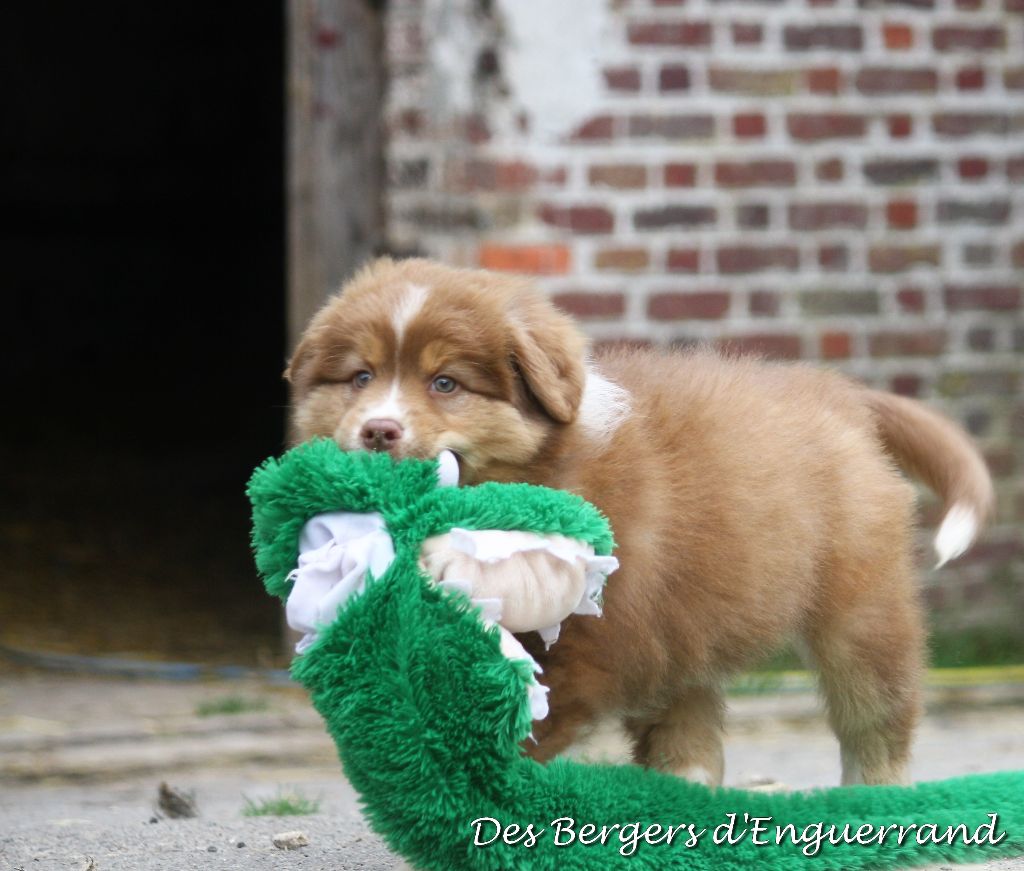 Grégory Bussy - Berger Australien - Portée née le 01/04/2018