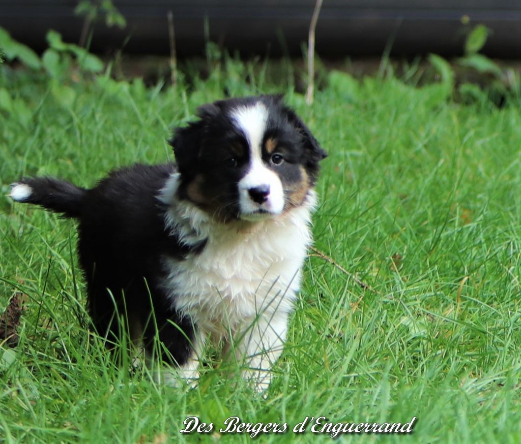 Grégory Bussy - Berger Australien - Portée née le 18/09/2019